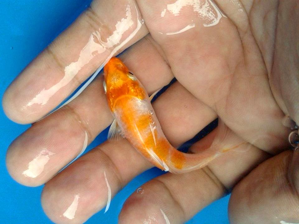 Cá Koi con