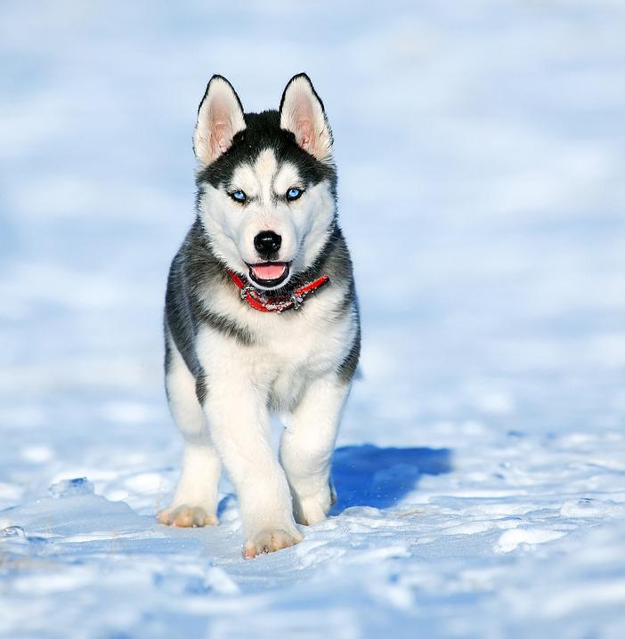 Chó Husky - Đặc điểm, tính khí và cách nuôi tốt nhất - 5