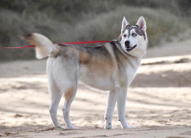 Chó Husky - Đặc điểm, tính khí và cách nuôi tốt nhất - 42