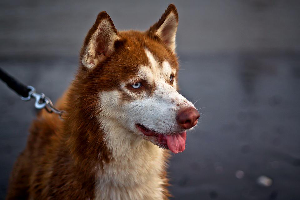 Chó Husky - Đặc điểm, tính khí và cách nuôi tốt nhất - 11