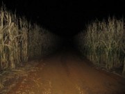 Tin tức - Đang vụng trộm với tình nhân trong ruộng ngô thì bị hàng xóm soi đèn pin vào, người phụ nữ trả đũa đáng sợ