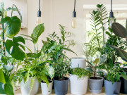Nhà đẹp - Top 30+ loại cây cảnh trong nhà đẹp nhất theo ý nghĩa phong thủy
