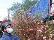 Tin tức - Đề xuất nghỉ Tết Nguyên đán 2023 kéo dài 7 ngày