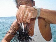 Xem ăn chơi - Châu Me mùa săn nhum biển