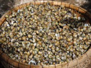 Xem ăn chơi - Loài vật xưa đầy không ai bắt, nay là đặc sản “trời cho” ở Tiền Giang