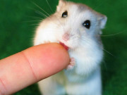 Nhà đẹp - Chuột Hamster - Phân loại, giá bán và cách chăm sóc chuột đẹp khỏe mạnh