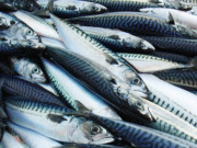 Xem ăn chơi - Loại cá xưa rẻ bèo, giờ thành đặc sản nổi tiếng, muốn ăn nhất định phải đến nơi này, 130.000 đồng/kg