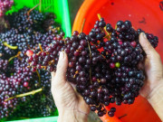 Lifestyle - Loại quả mọc đầy rừng không ai hái, đem ngâm rượu thành đặc sản Côn Đảo