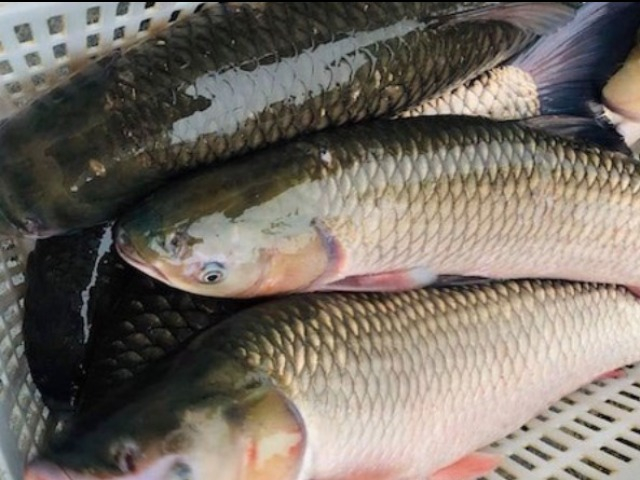 Loại cá xưa ít ai biết, giờ thành đặc sản nổi tiếng vừa ngon lại giòn, 180.000 đồng/kg