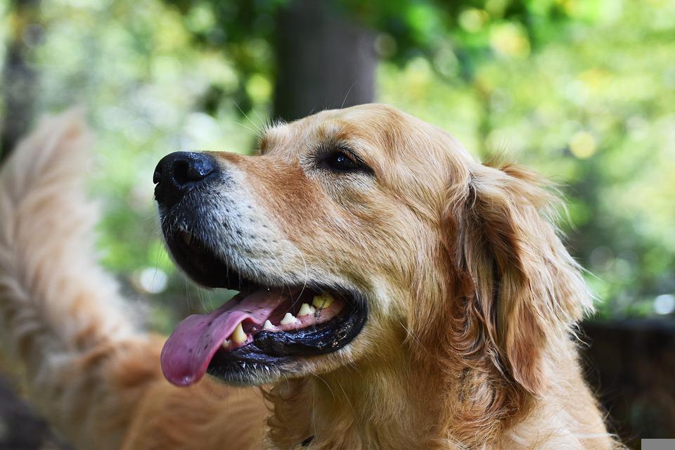 Golden Retriever giống chó thông minh và biết tiết chế cảm xúc - 3