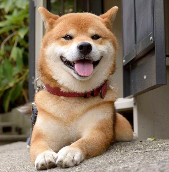 Khuôn mặt chó Shiba cười hạnh phúc