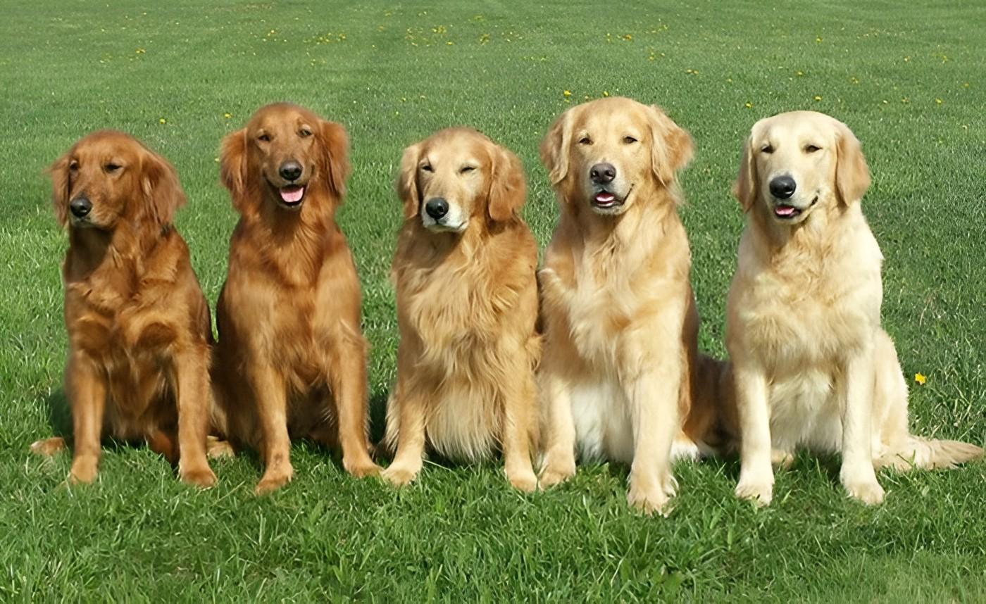 Golden Retriever giống chó thông minh và biết tiết chế cảm xúc - 6