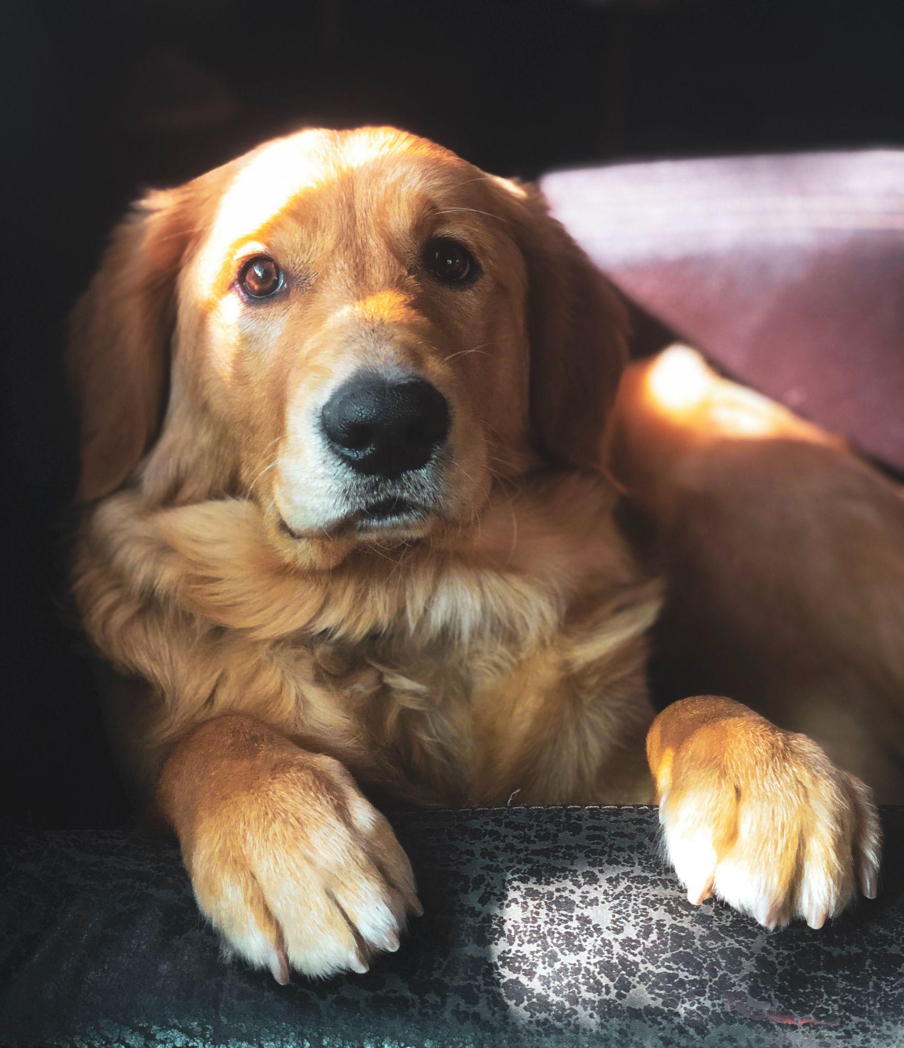 Golden Retriever giống chó thông minh và biết tiết chế cảm xúc - 24
