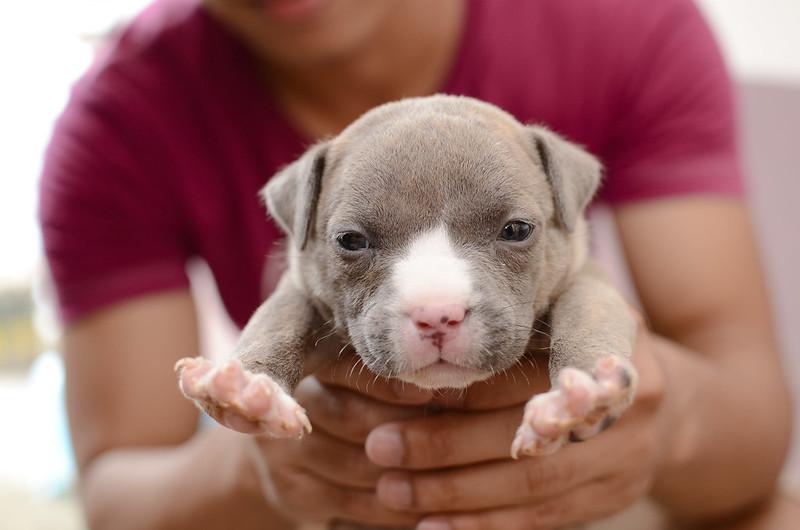 Chó Buly như anh em sinh đôi với Pitbull nhưng rất thân thiện - 10