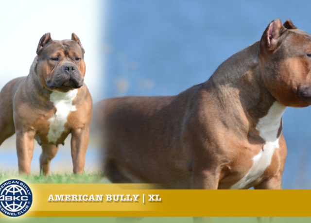 Bulldog giống như anh em sinh đôi với Pitbull, nhưng rất thân thiện - 10