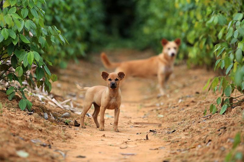 Loài chó bơi giỏi như rái cá, đôi chân có màng như chân vịt - 17