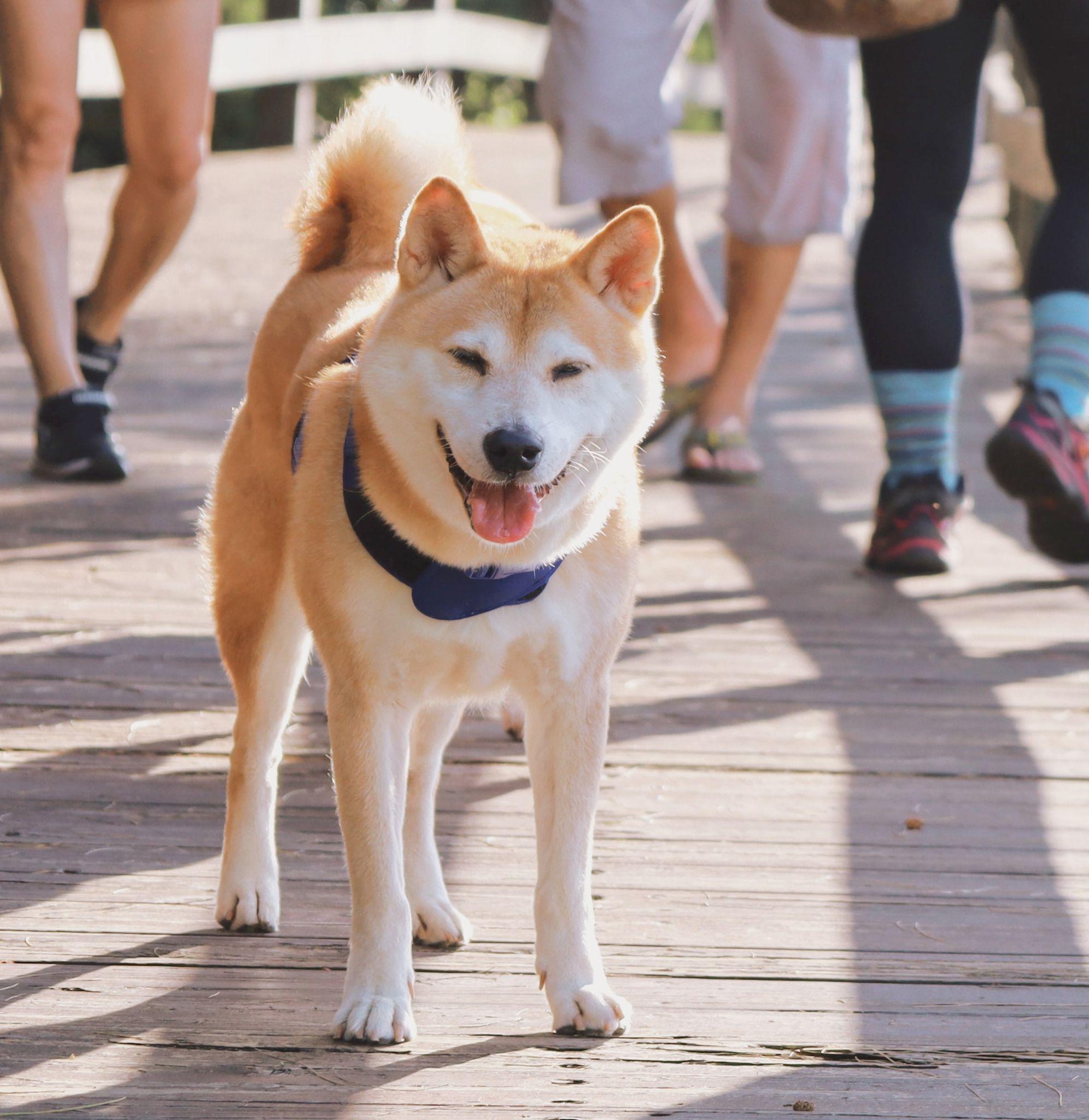 Shiba loài chó nổi tiếng vì khuôn mặt phúc hậu và hay cười - 17