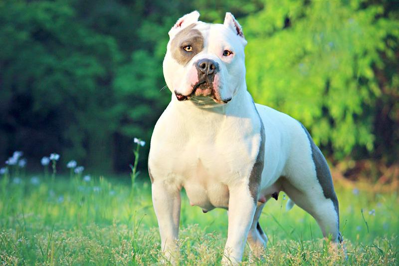 Bulldog giống như anh em sinh đôi với Pitbull, nhưng rất thân thiện - 32