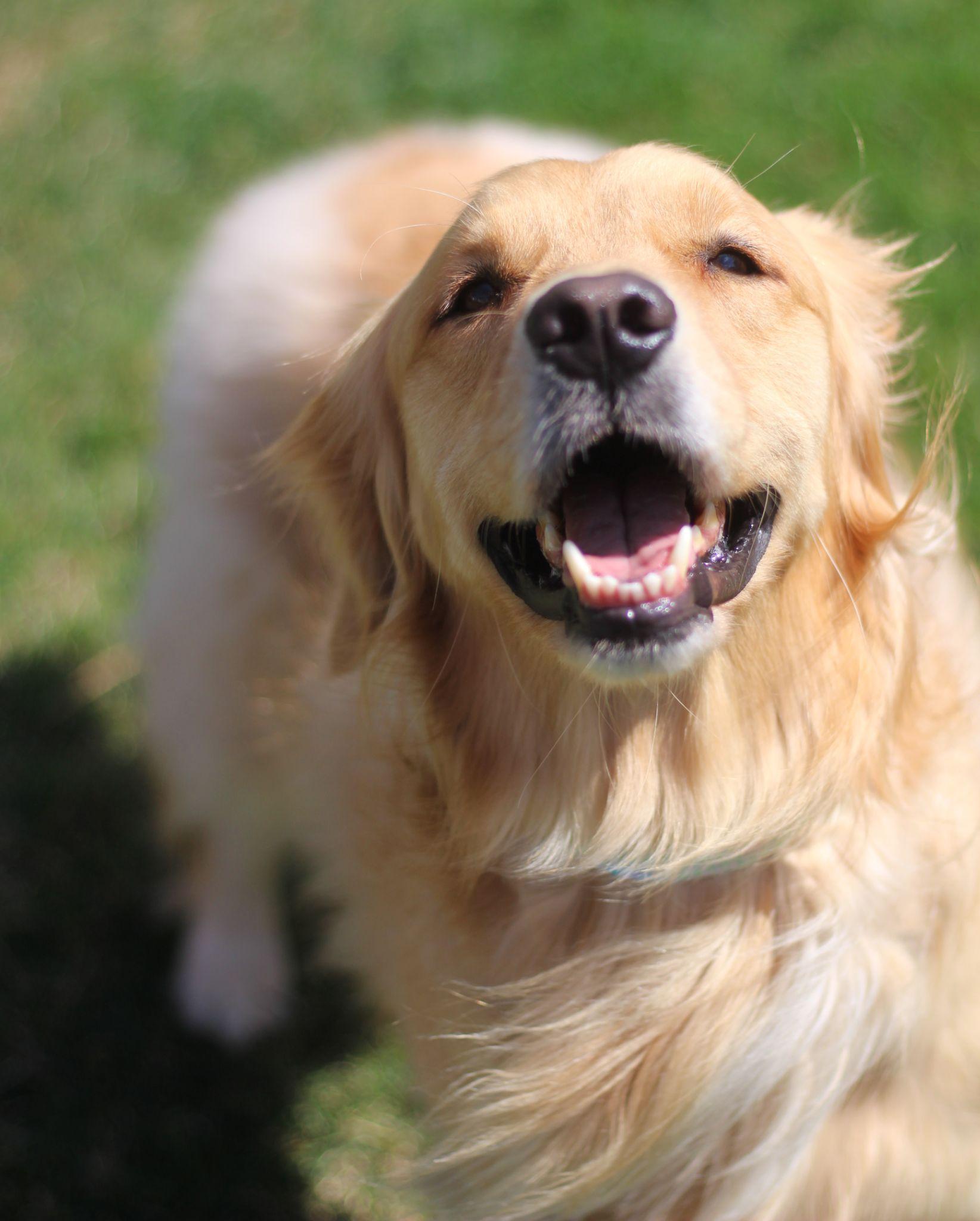 Golden Retriever giống chó thông minh và biết tiết chế cảm xúc - 19