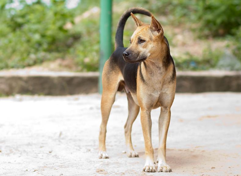 Loài chó bơi giỏi như rái cá, đôi chân có màng như chân vịt - 19