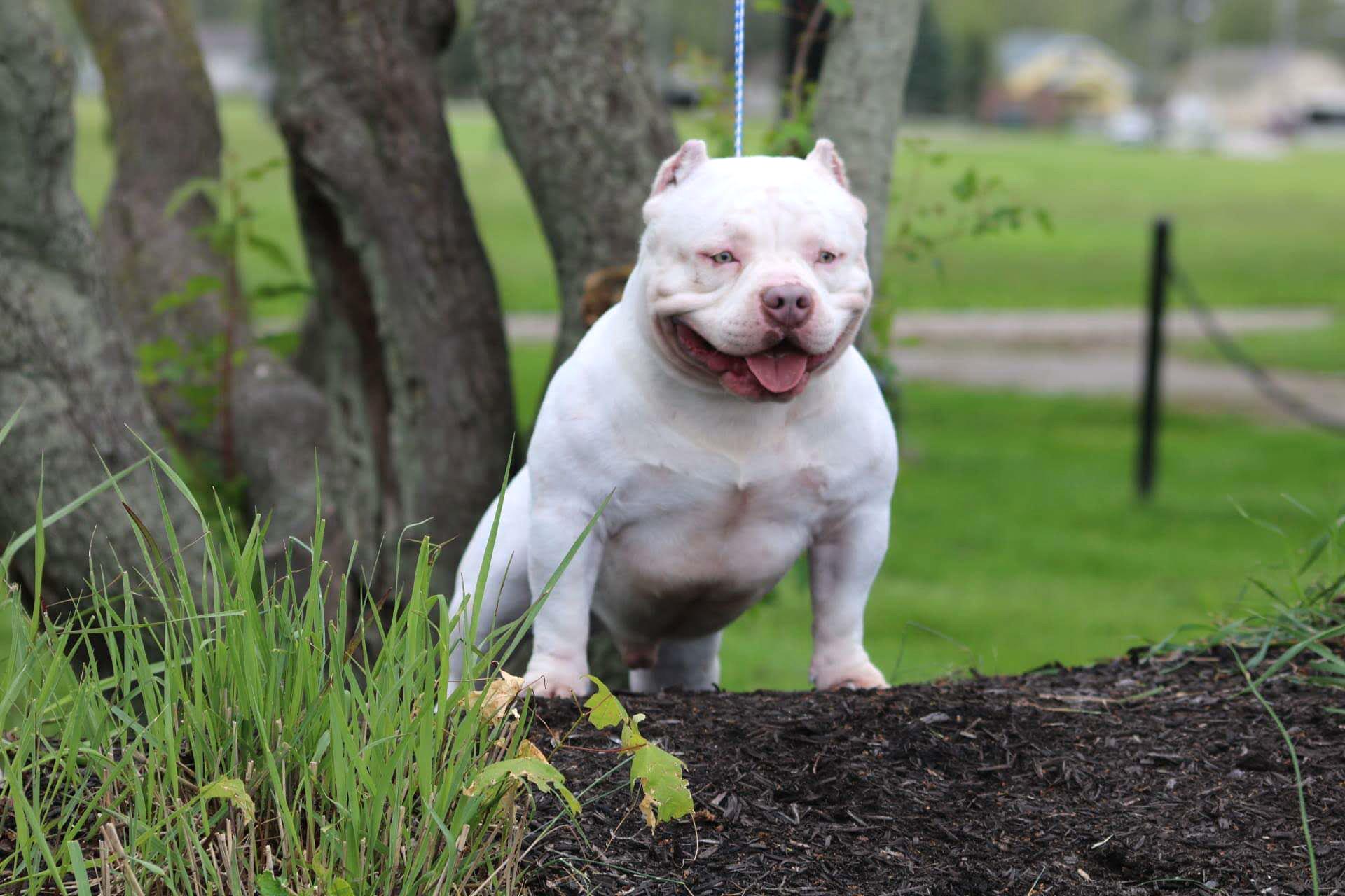 Bulldog giống như anh em sinh đôi với Pitbull, nhưng rất thân thiện - 30