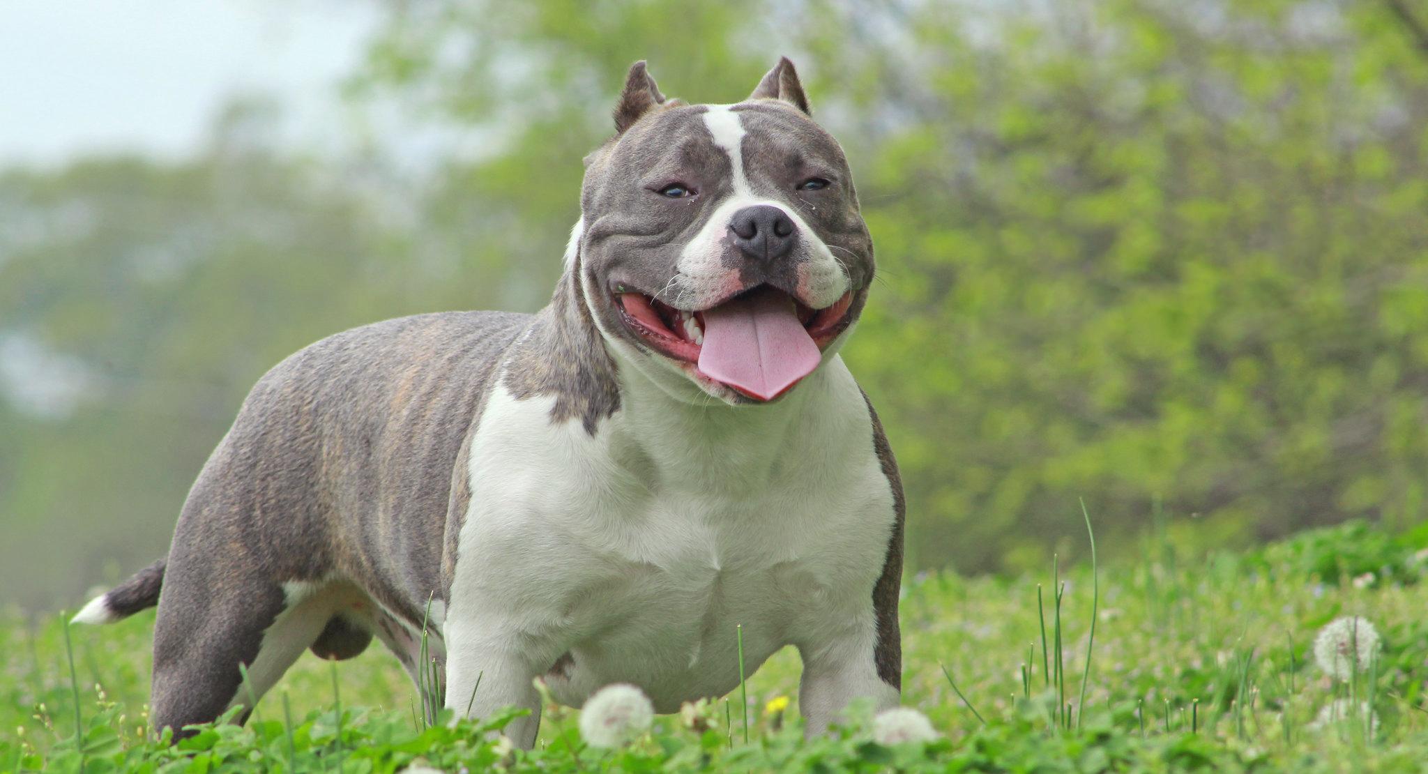 Bulldog giống anh em sinh đôi của Pitbull nhưng rất thân thiện - 25