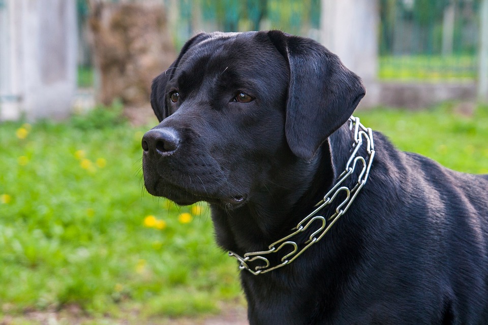 Chó Labrador màu đen