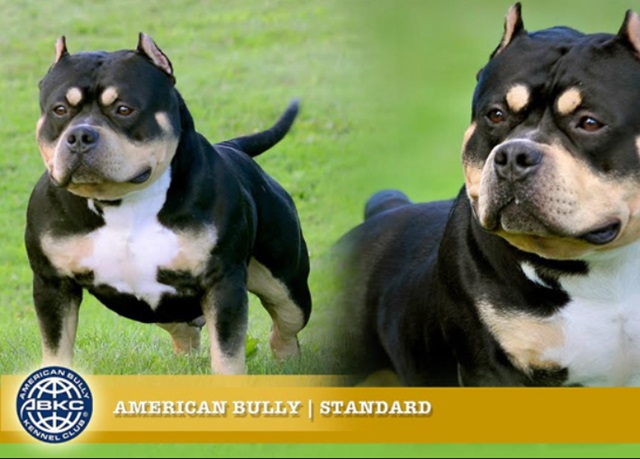 Bulldog giống như anh em sinh đôi với Pitbull, nhưng rất thân thiện - 7