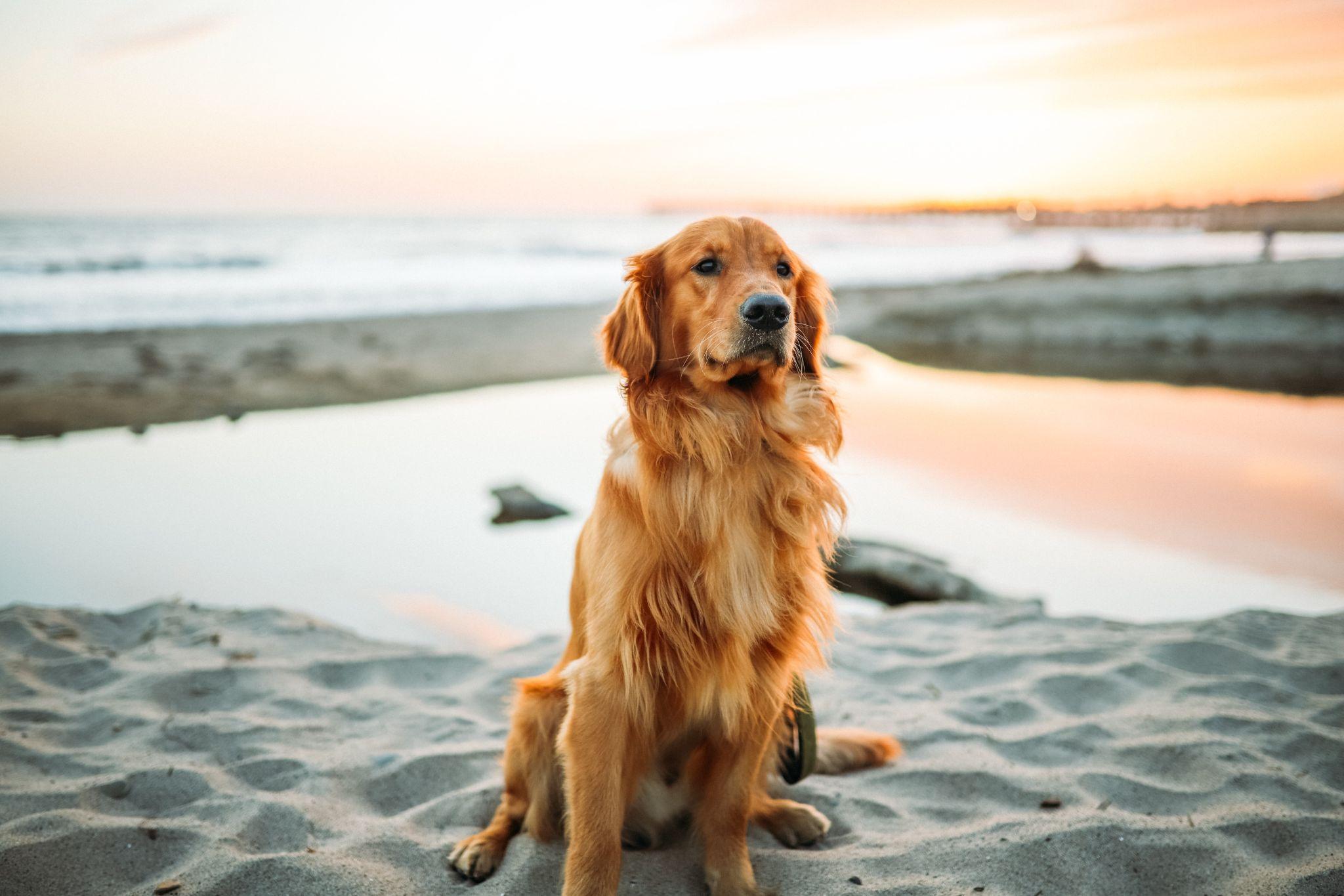 Golden Retriever giống chó thông minh và biết tiết chế cảm xúc - 32