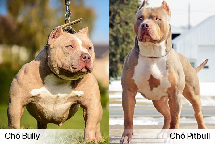 Chó Buly như anh em sinh đôi với Pitbull nhưng rất thân thiện - 5