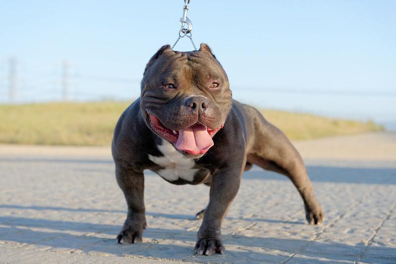 Bulldog giống như anh em sinh đôi với Pitbull, nhưng rất thân thiện - 31