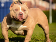 Nhà đẹp - Chó Buly như anh em sinh đôi với Pitbull nhưng rất thân thiện