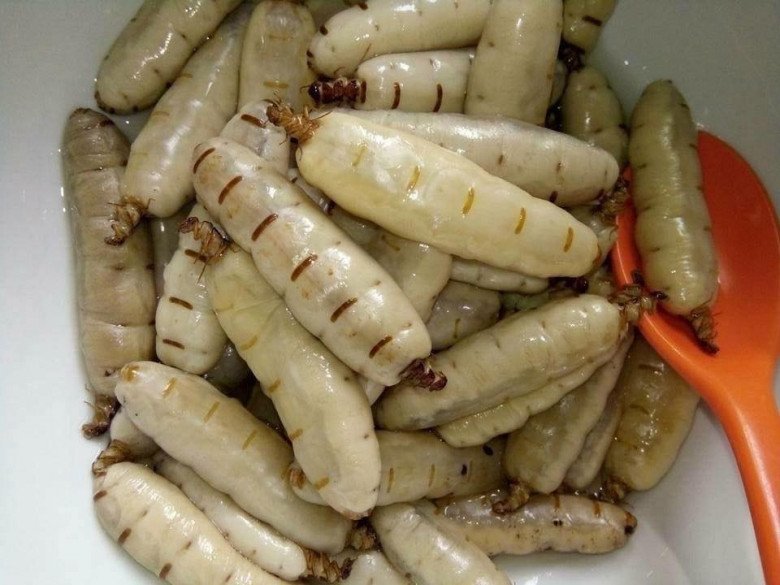 Nghề lạ ở Việt Nam: Loài vật ai gặp cũng xua đuổi nhưng lại là đặc sản nức tiếng, đi bắt bán kiếm tiền triệu / ngày - 7