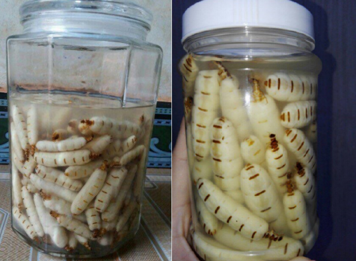 Nghề lạ ở Việt Nam: Loài ai gặp cũng xua đuổi nhưng lại là đặc sản nức tiếng, đi bắt bán kiếm tiền triệu / ngày - 8