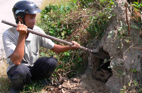 Nghề lạ ở Việt Nam: Loài vật ai gặp cũng xua đuổi nhưng lại là đặc sản nức tiếng, đi bắt về bán kiếm tiền triệu / ngày - 1