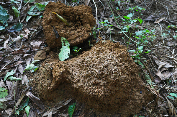 Nghề lạ ở Việt Nam: Loài ai gặp cũng xua đuổi nhưng lại là đặc sản nức tiếng, đi bắt về bán kiếm tiền triệu / ngày - 2
