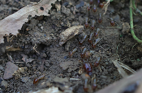 Nghề lạ ở Việt Nam: Loài ai gặp cũng xua đuổi nhưng lại là đặc sản nức tiếng, đi bắt bán kiếm tiền triệu / ngày - 3