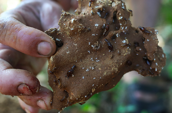Nghề lạ ở Việt Nam: Loài ai gặp cũng xua đuổi nhưng lại là đặc sản nức tiếng, đi bắt bán kiếm tiền triệu / ngày - 4