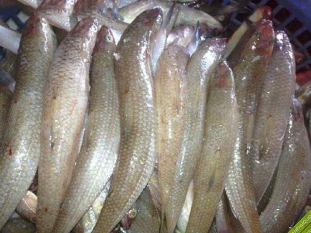 Loại cá xưa không ai ăn, giờ thành đặc sản được săn lùng ráo riết, càng ăn càng mê, 180.000 đồng/kg