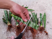 Nhà đẹp - 3 loại cây là "máy hút mùi" tự nhiên, phòng tắm dù nhỏ cũng nhất thiết phải nuôi một chậu