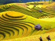 Xem ăn chơi - Mùa lúa chín rộ đẹp "xỉu dọc xỉu ngang", đã đến lúc xách ba-lô đi Tây Bắc săn ảnh xịn mịn!