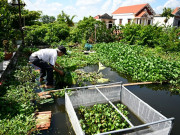 Tin tức - Chuyện lạ: Cụ ông U90 vác gạch xây ao thả cá, trồng rau trên nóc nhà