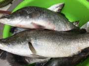 Loài cá tên kỳ cục xưa ít người biết, giá rẻ bèo, giờ thành đặc sản thơm ngon xuất hiện trong nhà hàng, 230.000đồng/kg