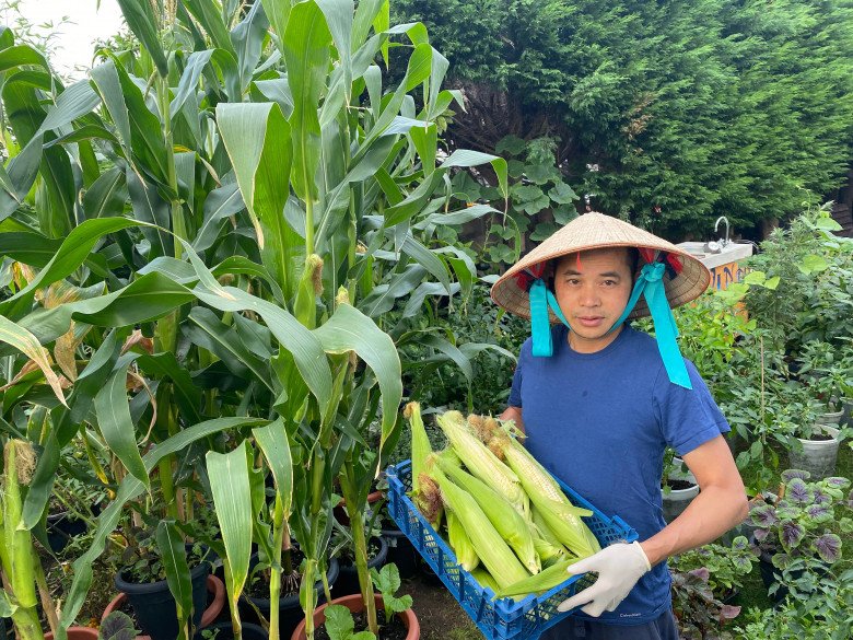 Bố đảm đắp chăn cho rau, làm vườn Việt giữa trời tây: Trồng 100 loại rau, đầy đủ hơn chợ - ảnh 5