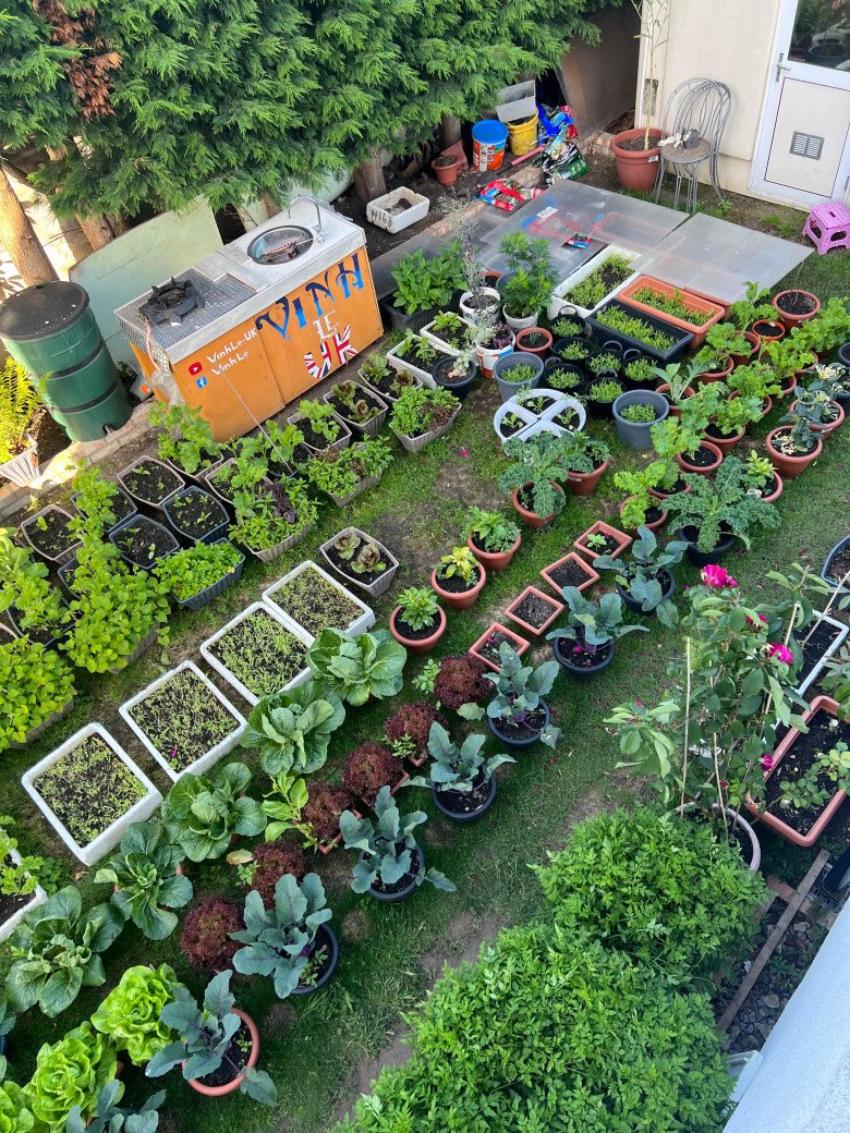 Bố đảm đắp chăn cho rau, làm vườn Việt giữa trời tây: Trồng 100 loại rau, đầy đủ hơn chợ - ảnh 2
