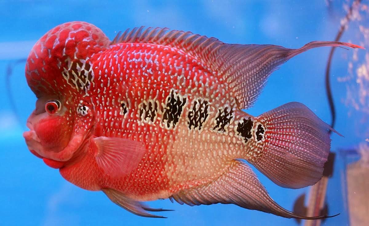 Cá La Hán - loài cá có đầu kỳ dị và xăm mình sặc sỡ bí ẩn nhất - 43