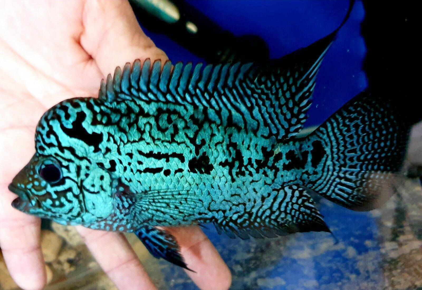 Cá La Hán - loài cá có đầu kỳ dị và xăm mình sặc sỡ bí ẩn nhất - 11