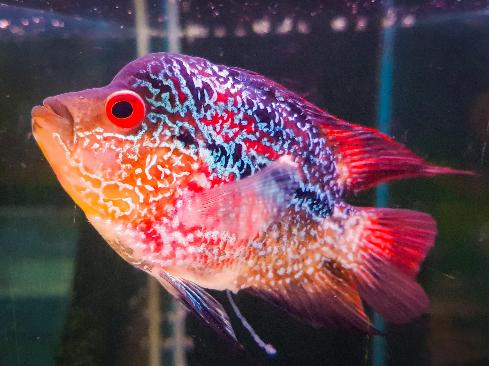 Cá La Hán – loài cá có đầu kỳ dị và xăm mình sặc sỡ bí ẩn nhất