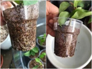 Nhà đẹp - Mùa thu đến rồi, 4 loại hoa dễ bén rễ nên giâm cành ngay, 1 tháng sau gốc trắng xoá