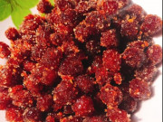 Xem ăn chơi - Loại quả mọc dại đầy bờ rào hái làm mứt thành đặc sản Tây Ninh, chua ngọt ăn là “ghiền”, bán 120.000 đồng/kg